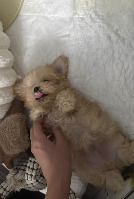 Щенок мальтипу Ф1