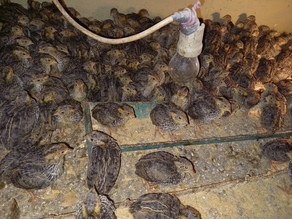 Vând pui de prepelite