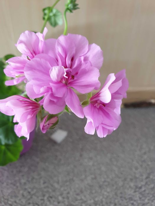 Пеларгония сортовая