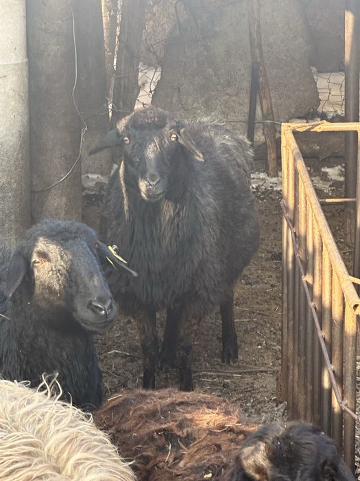 срочно қой тоқты сатылады семіз