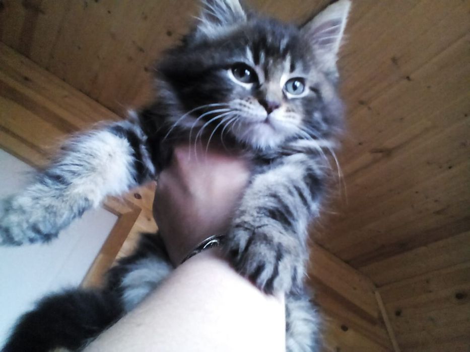 Котята мейнкун мальчики все