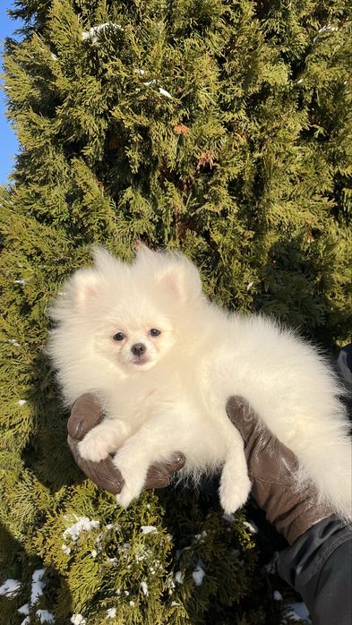 Pomeranian alb mini