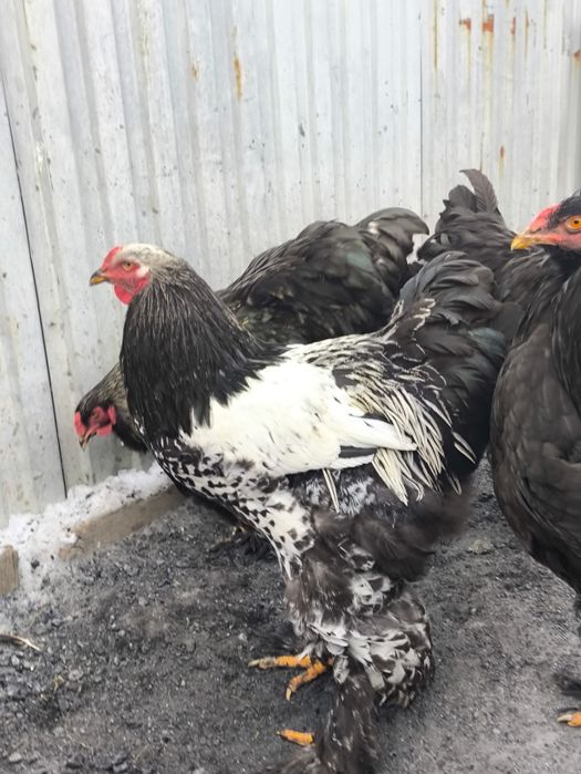 Продам Петухов Брама