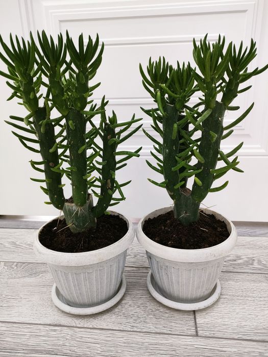 Домашние растения. Доставка