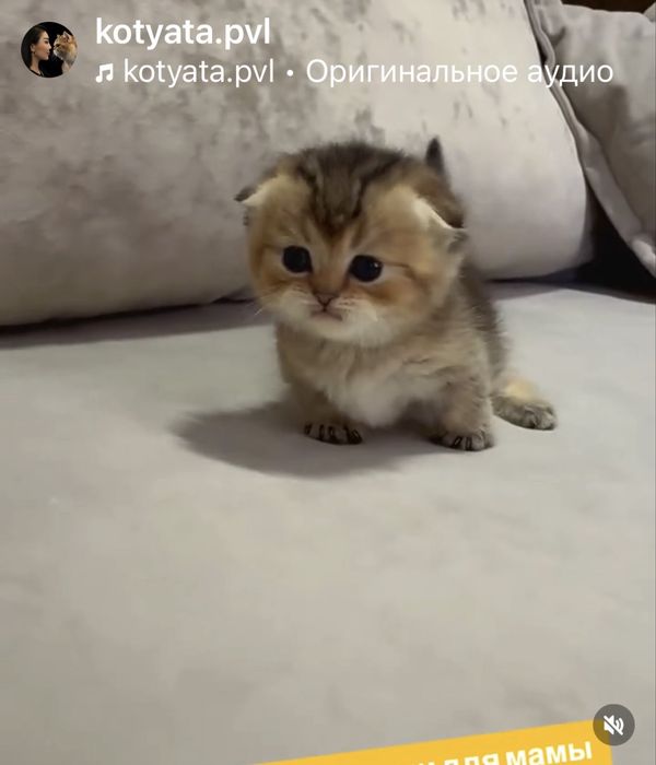 Манчкин коротколапый мальчик