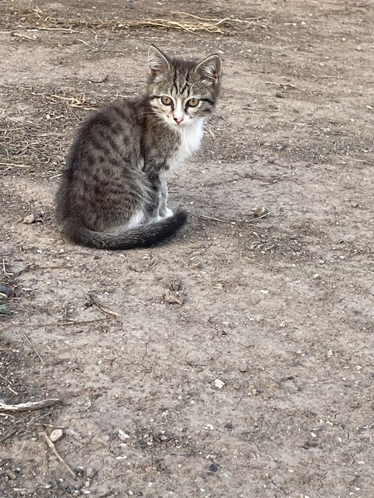 Отдам котят в хорошие руки