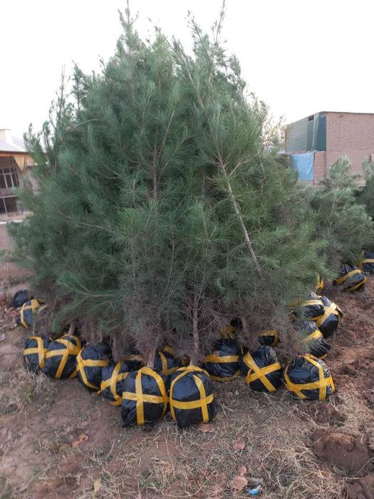 Арчалар сасна ва можжевельник