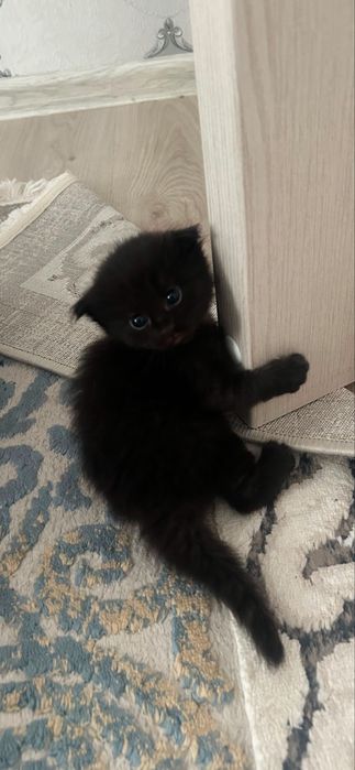 Сатылатын шотлански мысық