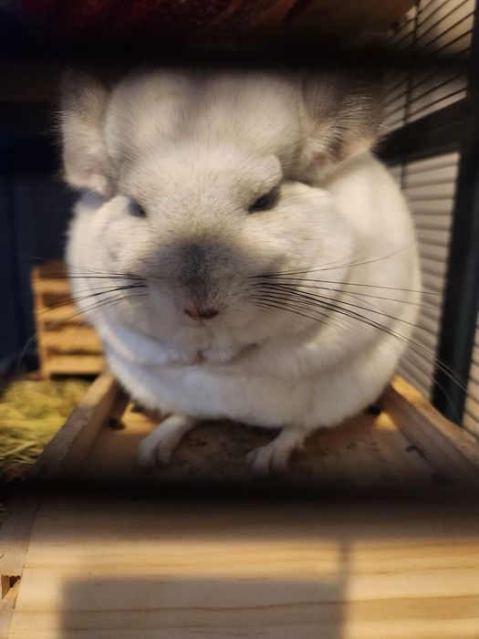 Cadou - pui chinchilla + kit de întreținere