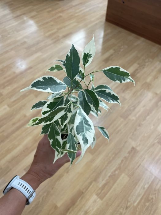 Продаются сортовые фикусы