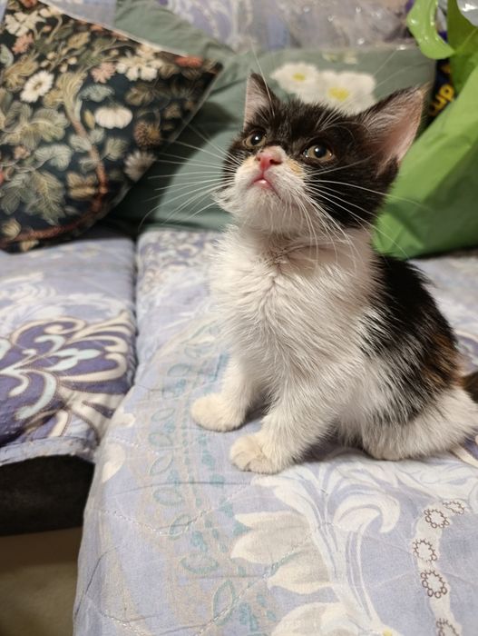 Отдам котёнка в добрые руки