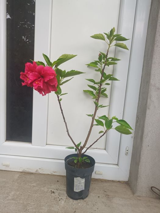 Constantinopol flori