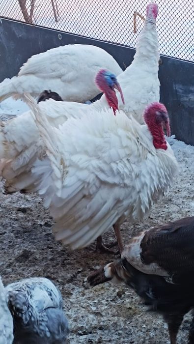 Индюк на племя 7месяцев