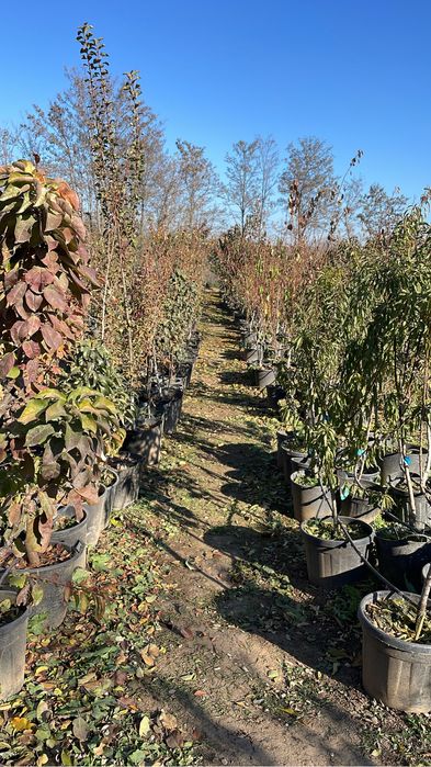 Pomi fructiferi la ghiveci pe rod