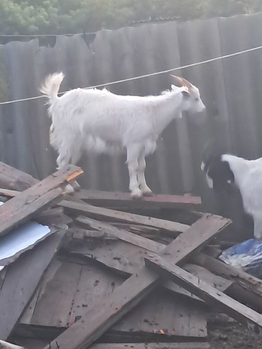 Продам козлят 6 месячных