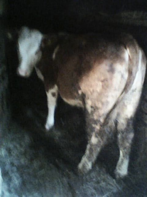 Vând vaca și junincă