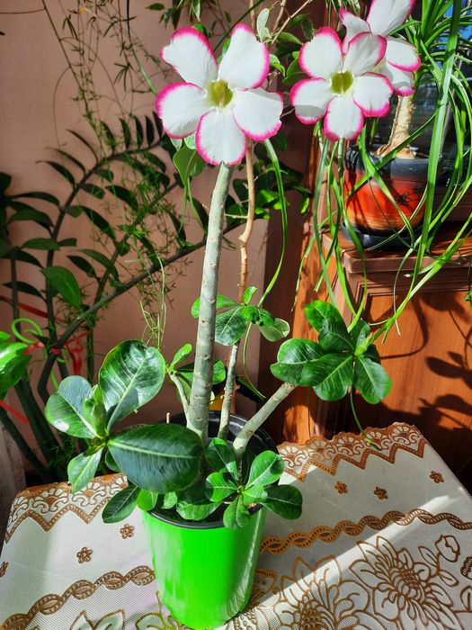 Продам адениум- роза пустыни.