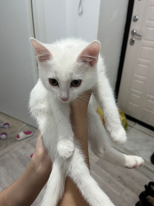 Отдам котенка Белого Бесплатно