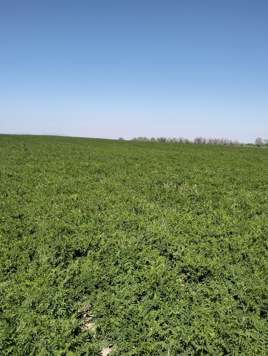 Продам Семена Эспарцета