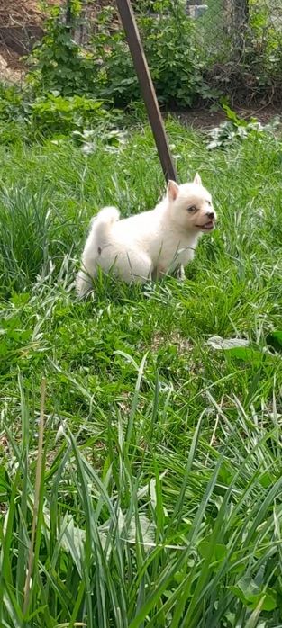 Щенки лайки западники