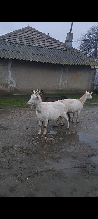 3 capre gestante vand sau schimb