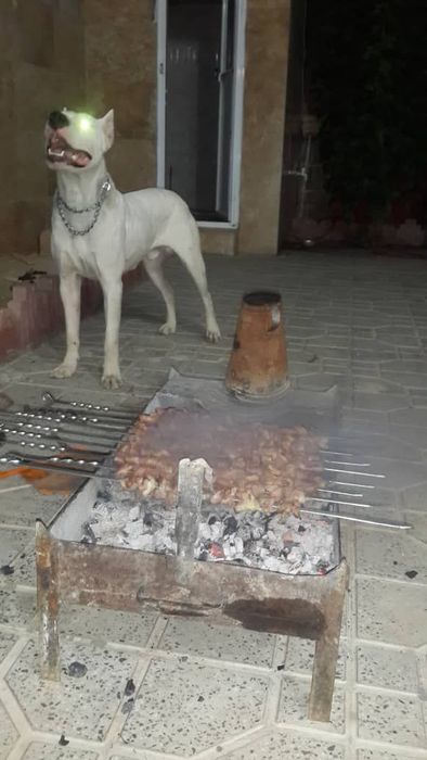 Argitina dog yaxshi Qo‘laga beraman  telefon qiling