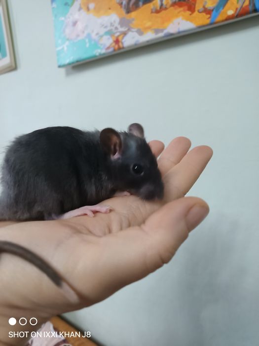 Декоративные крысы