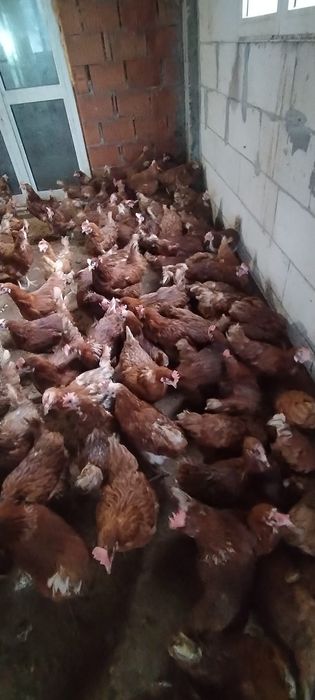 Găini crescute natural - Livrare la domiciliul clientului