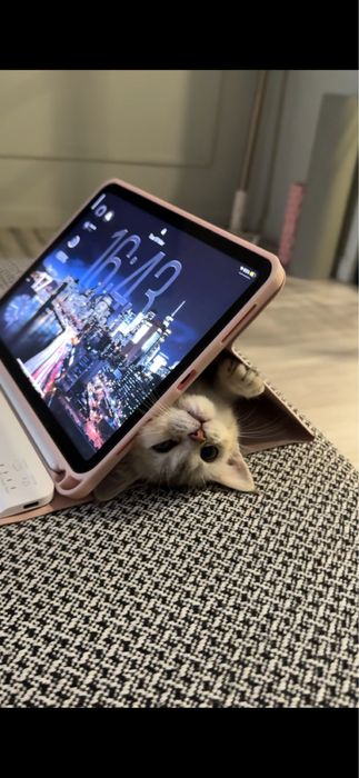 Котенок британец 3 мес