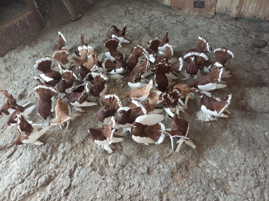 Голуби  домашние