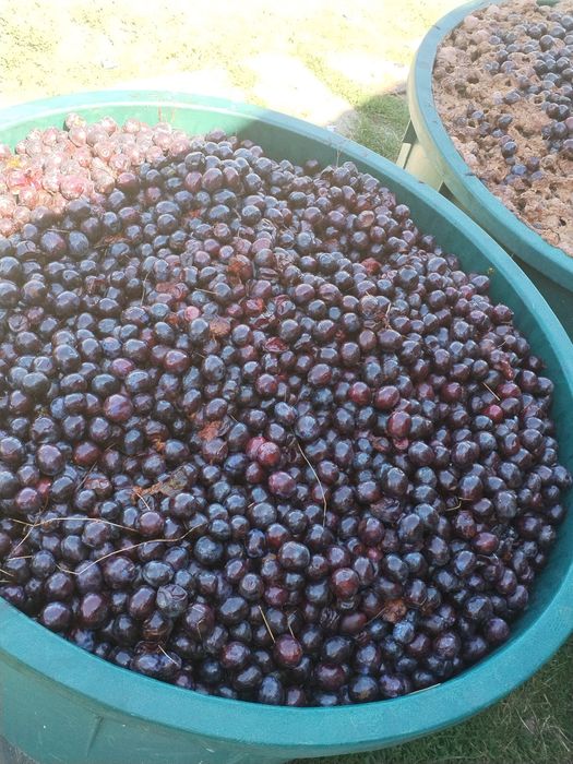 De vânzare prune pentru țuică din Halmășd. Disponibile în cantități mari, direct din livadă. Pentru preț și detalii, contactați-mă în privat.