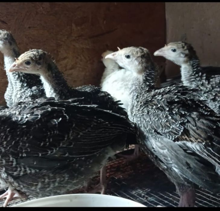 Үндік балапаны сатылады 1 аилық