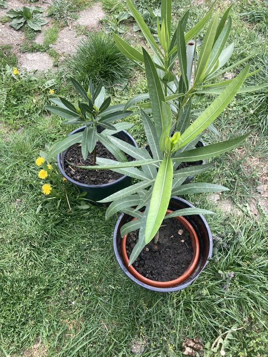 Floare de Leandru Nerium