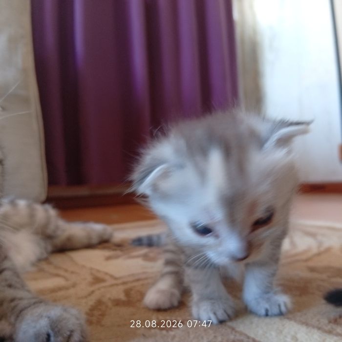 Котенки срочно по причине аллергии