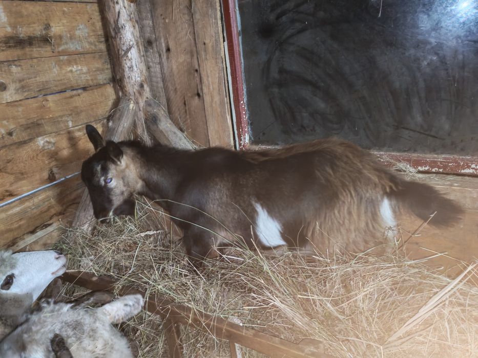 Țap alpin francez vând sau schimb pe mieluta