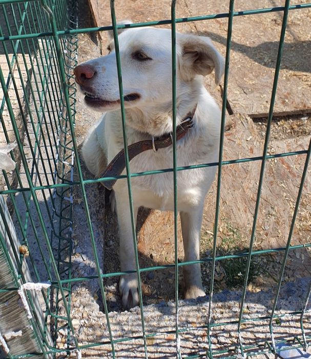 Собачка в хорошие руки