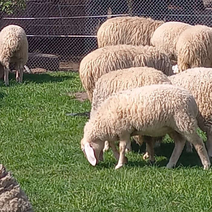 De vinzare mielute de asaf pur metisat cu bergamasca