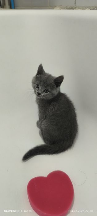 Котята скоттиш фолд, сайт девочки продается