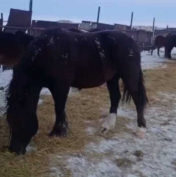 Жеребец новоалтайский