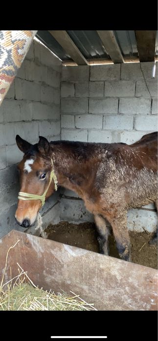 Осы тай сатылады 1.5 жаста