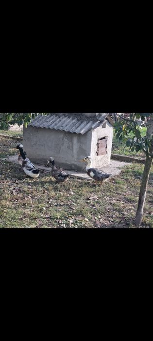 Vând 2 rățoi motati si 1 rățoi alergator