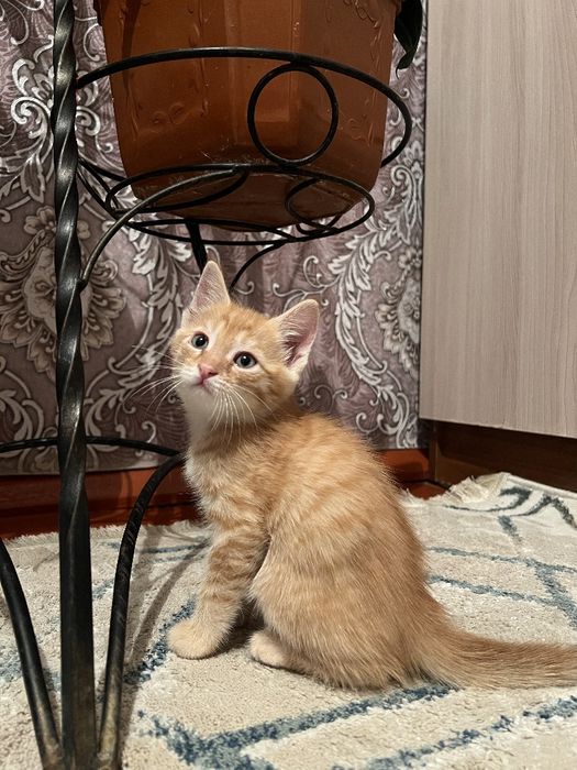 Отдам Бесплатно Котенка