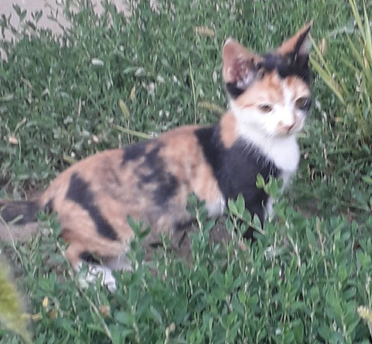 Отдам котят в хорошие руки