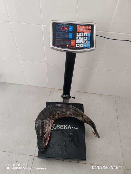 Сазан, лещ, щука, рыба