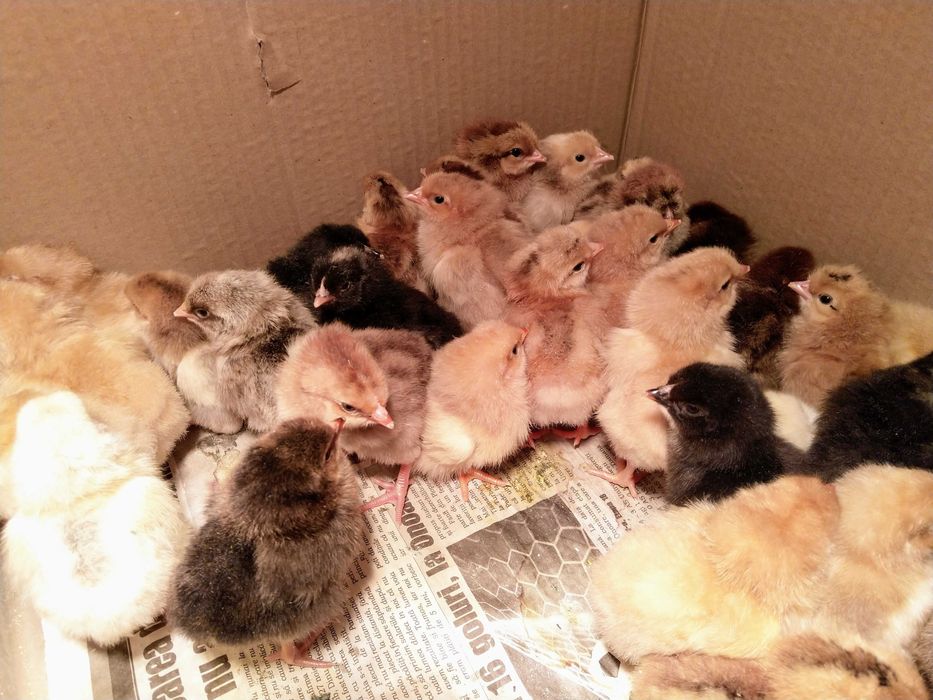 Pui de gaina romanesti de tara - 2-3 zile