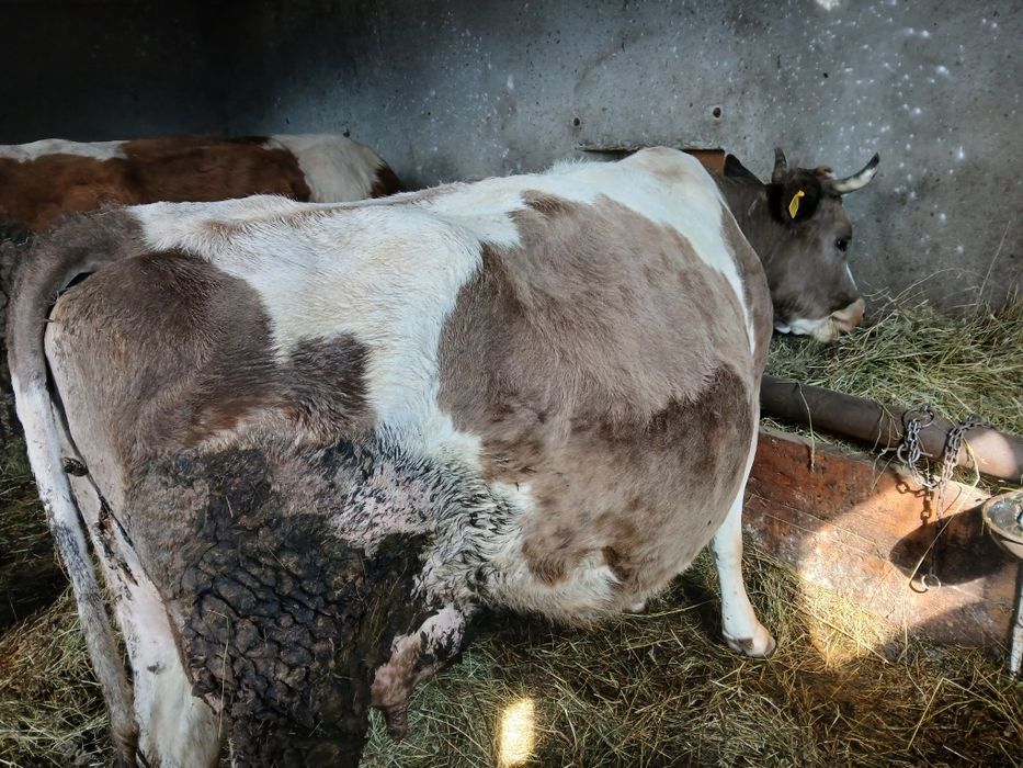 Vaca de vanzare cu vitel