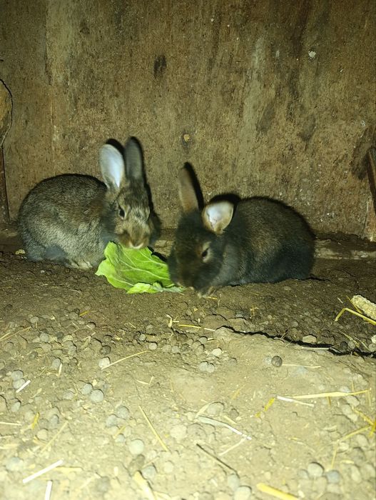 Erke quyonla sotiladi