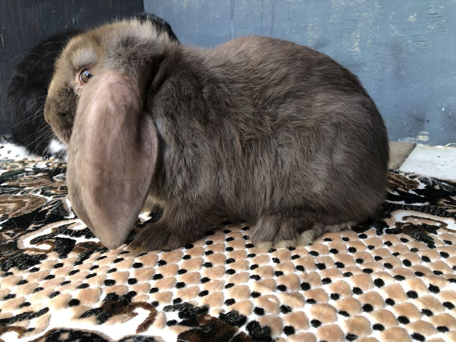 Vand Iepuri Berbec Grrman