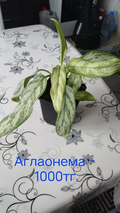 Цветы комнатные.