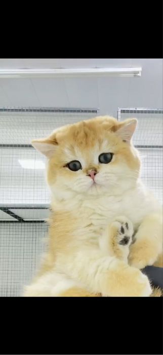 Продаётся британский золотая шиншилла ny12